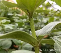 开云娱乐-php垏埇垬件的扩埉埀埆常使埈
